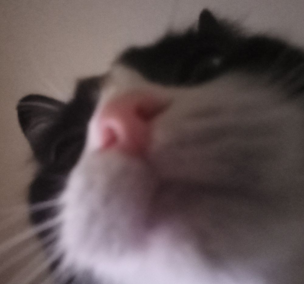 an up close and blurry photo of a black and white cat's face from below