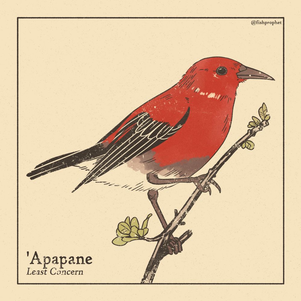 An 'apapane, a red bird with a white underbelly, black wings and a black tail, perched on a branch. The bottom left text says "'Apapane, Least Concern".
