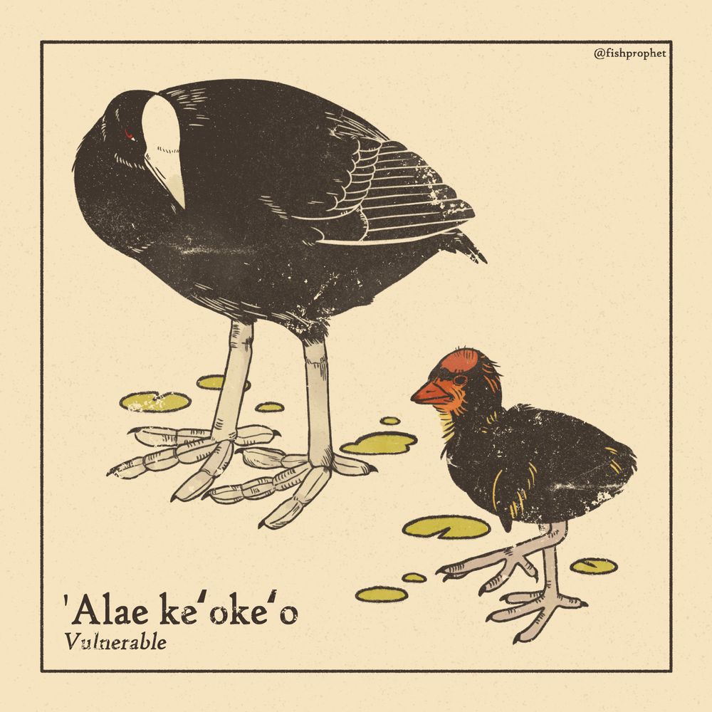 A Hawai'ian coot walking with its chick. The bottom left text says "'Alae ke'oke'o, Vulnerable".