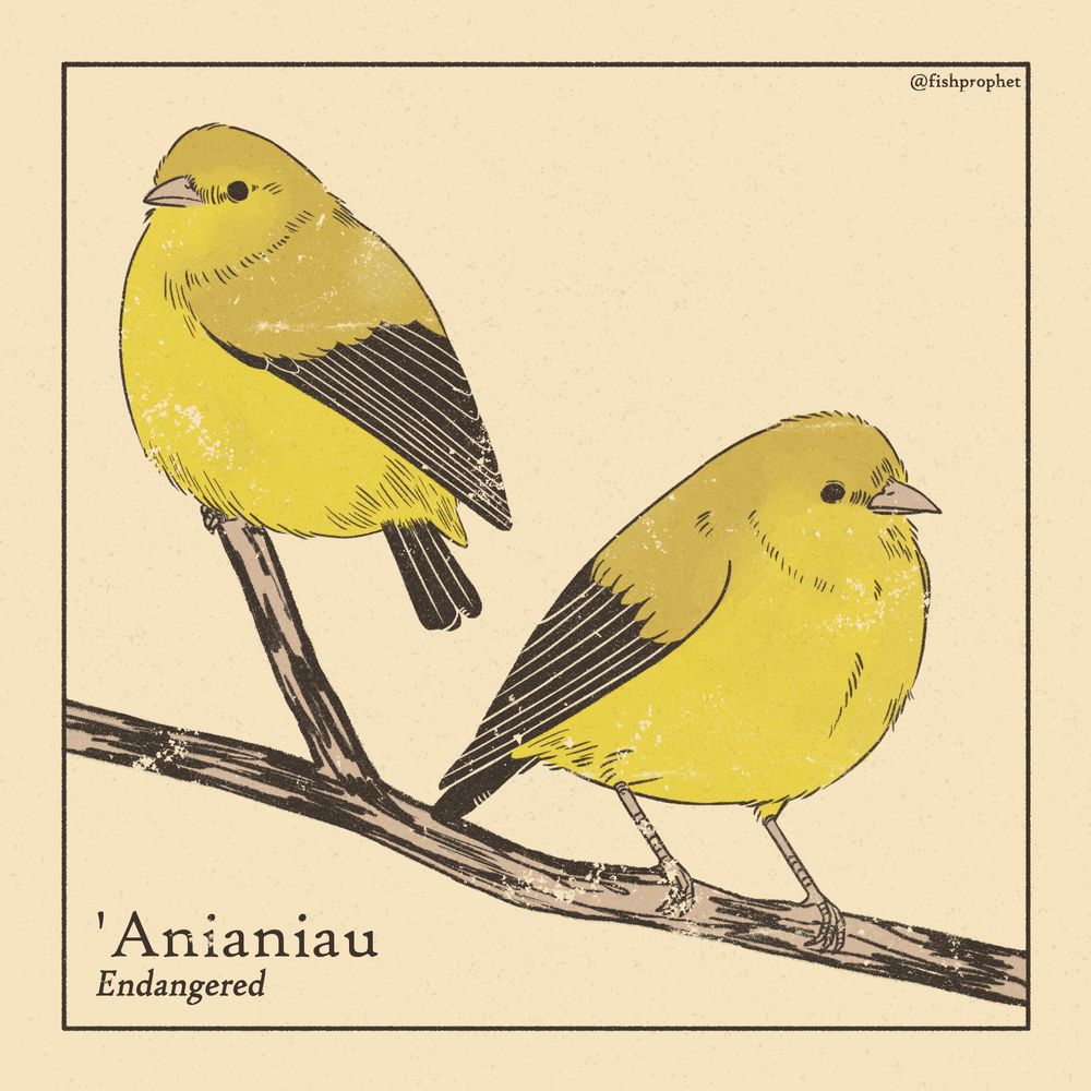 Two 'anianiau, round yellow birds with black tails and wings, perched on a branch. The bottom left text says "'Anianiau, Endangered".