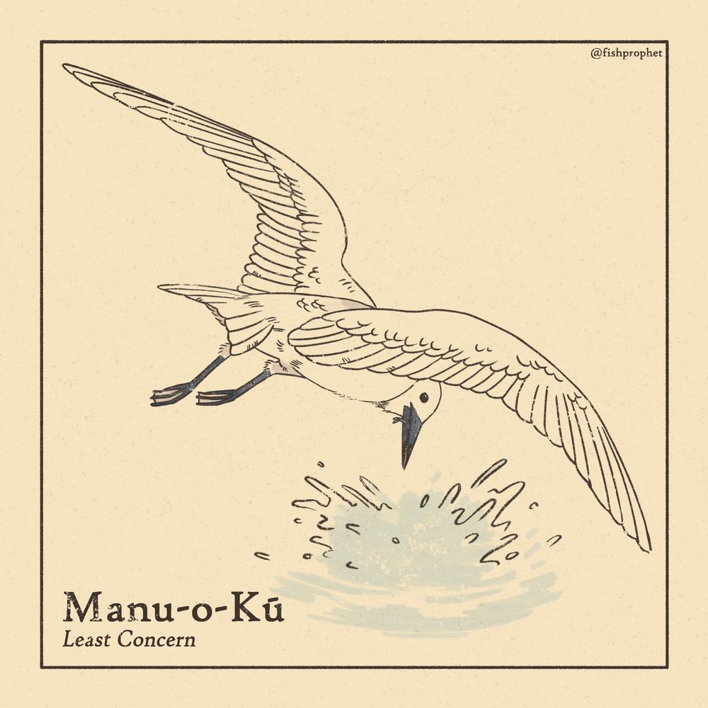 A white tern with a small fish in its mouth. The bottom left text says "Manu-o-Kū, Least Concern".
