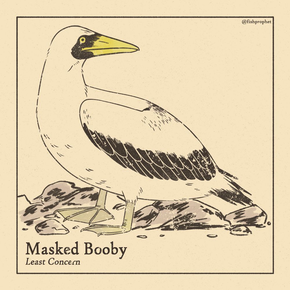 A booby (a large white seabird with a yellow beak and webbed feet) stnading among some rocks. The bottom left text says "Masked Booby, Least Concern".