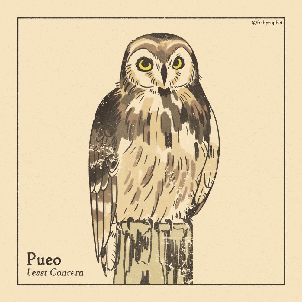 A Hawai'ian Short-eared Owl perched on a log, glaring at the camera. The bottom left text says "Pueo, Least Concern".