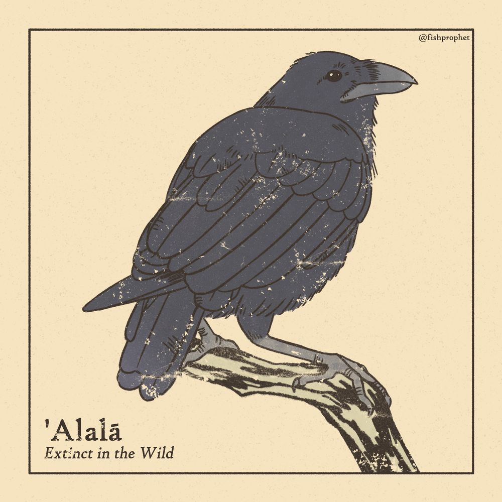 A crow perched on a branch. The bottom left text says "'Alalā, Extinct in the Wild".