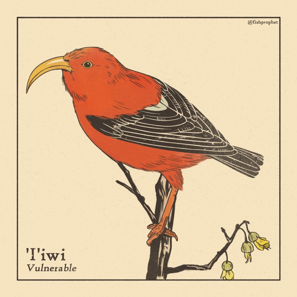 Drawing of an 'i'iwi, an orange-red bird with a curved bill and black wings, perched on a branch.
