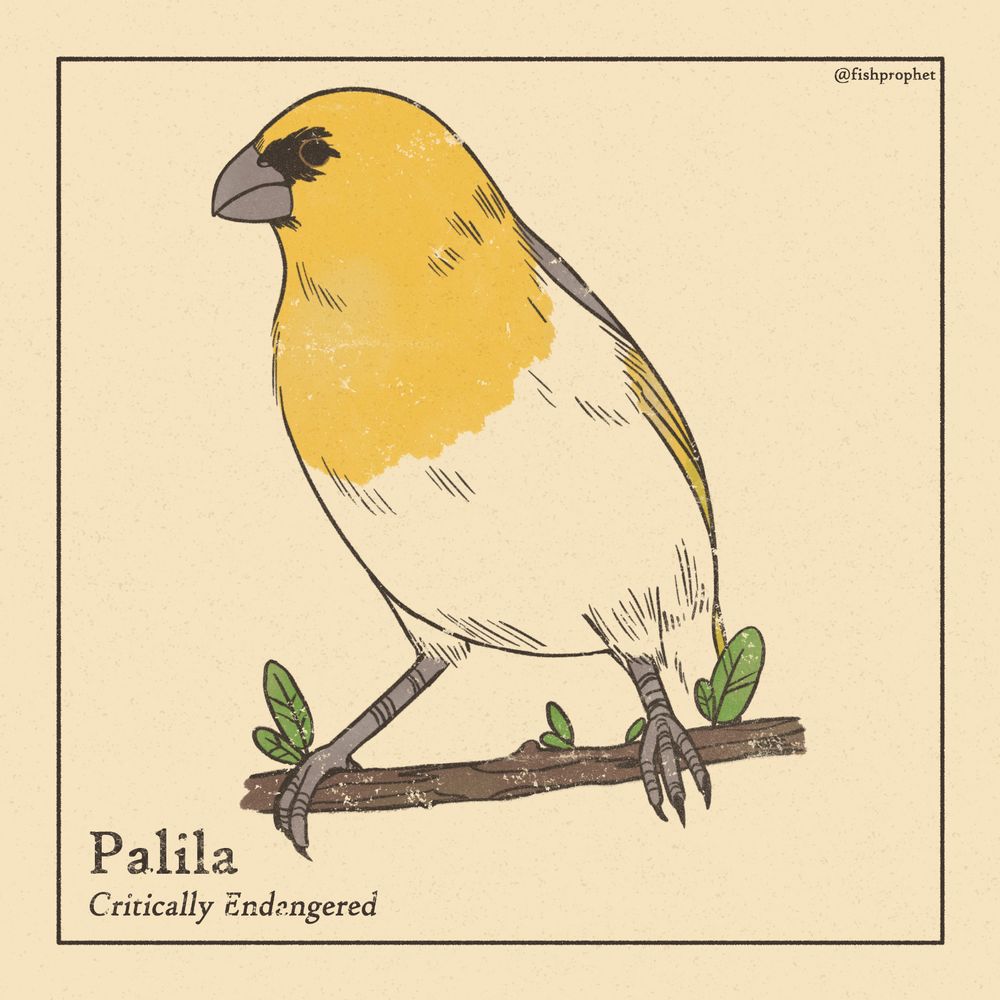 A bird with a yellow head and breast and a white body perched on a branch. The bottom left text says "Palila, Critically Endangered".