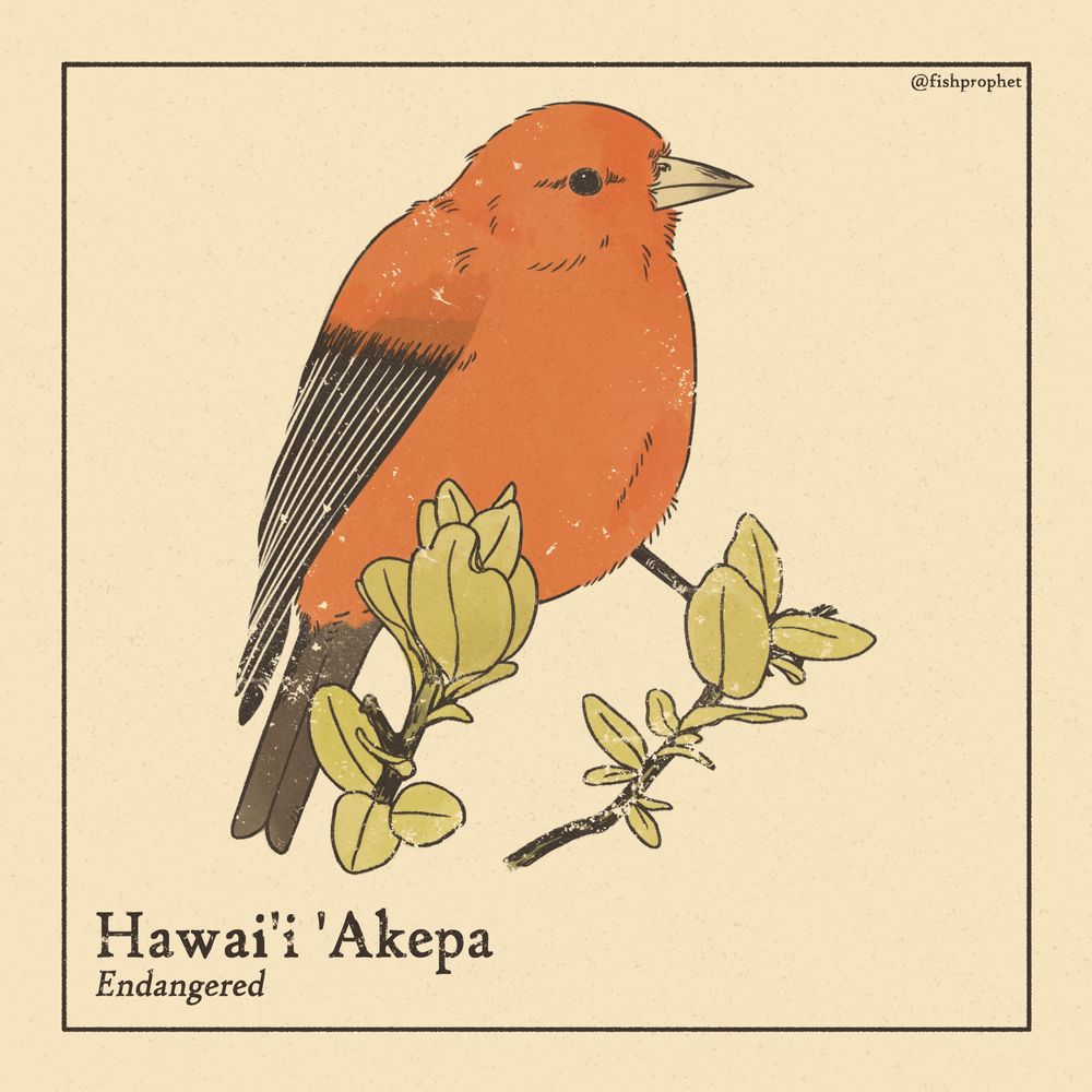 A male Hawai'i 'Akepa, a bright orange bird with dark brown wings and tail feathers, perched on a leafy branch.