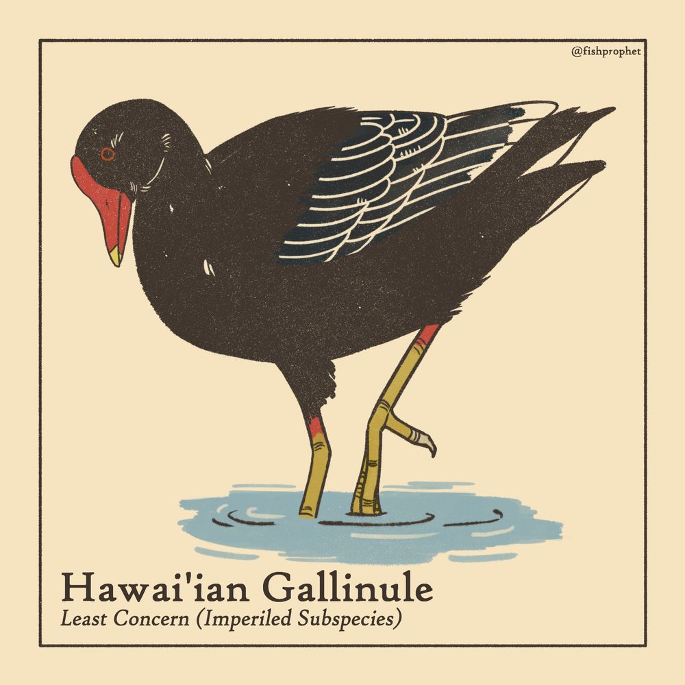 A Hawai'ian Gallinule with one leg raised. The bottom left text says "Hawai'ian Gallinule, Least Concern (Imperiled Subspecies).