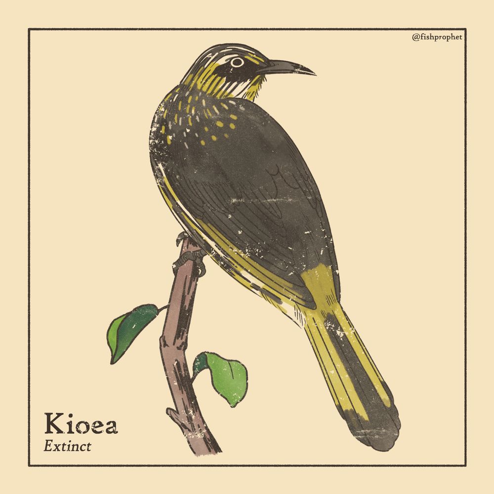 A kioea, a dark-colored bird, perched on a branch. The bottom left text says "Kioea, Extinct".