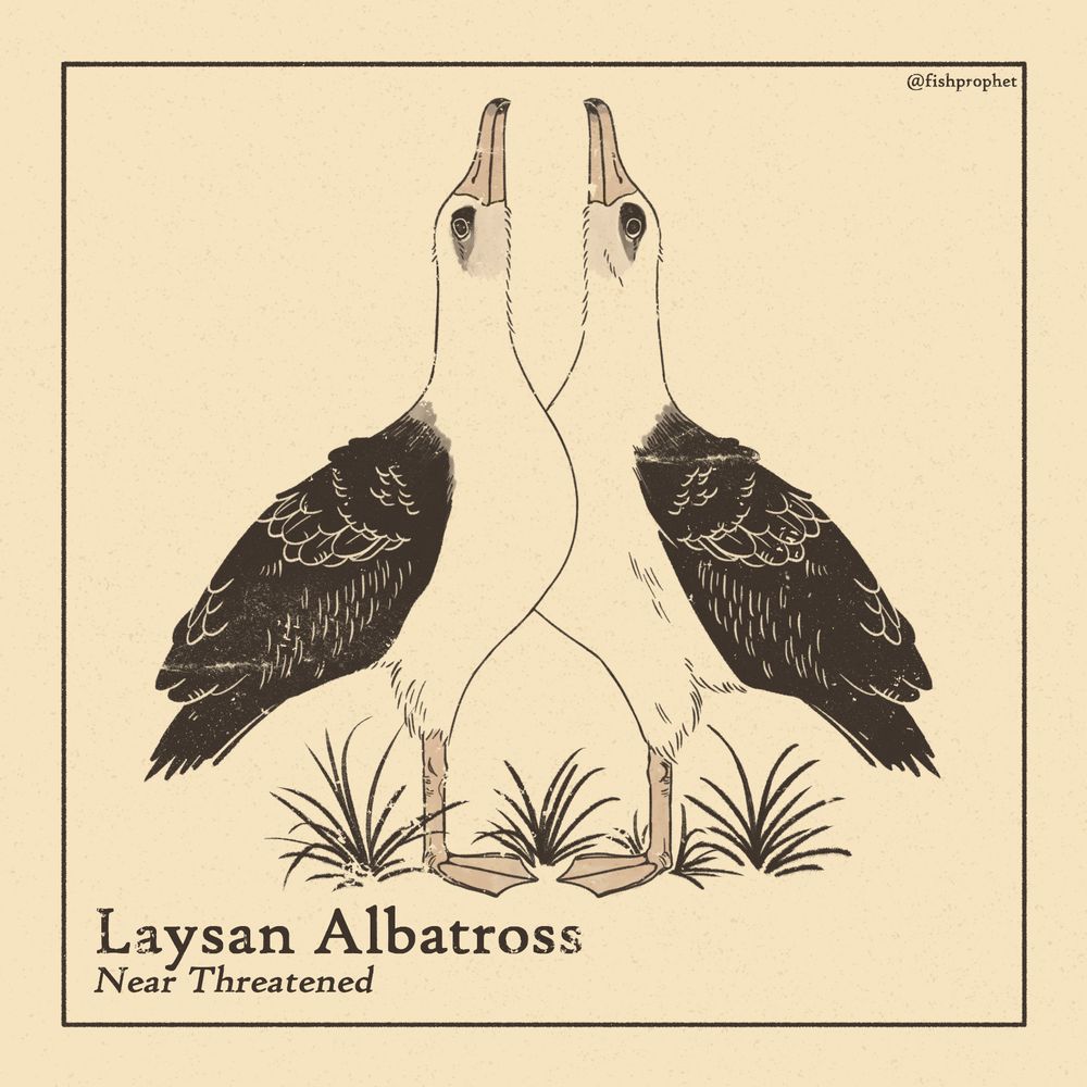 Drawing of two Laysan albatrosses facing each other with their heads pointed upwards in a courtship display, surrounded by clumps of grass.