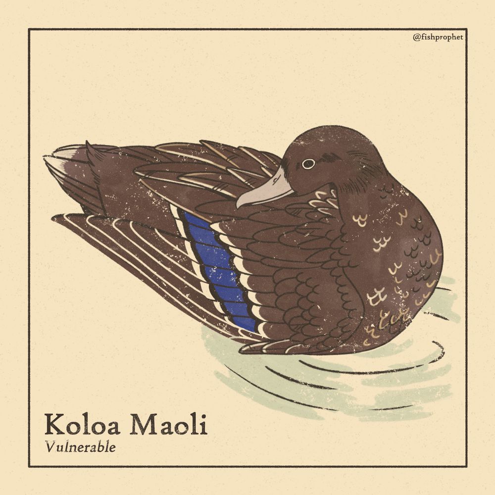 A Hawai'ian duck in a pond. The bottom left text says "Koloa Maoli, Vulnerable".