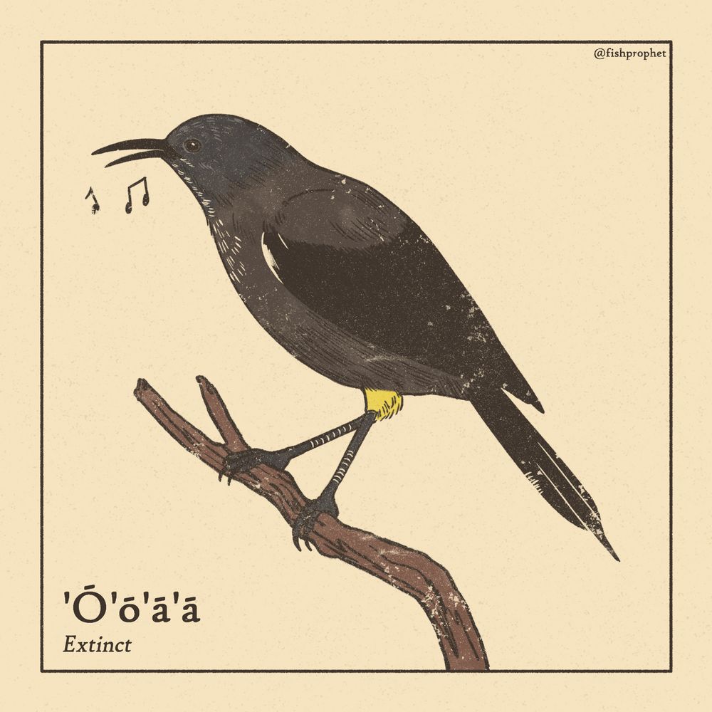 A black bird with yellow leg feathers perched on a branch, singing. The text says "'Ō'ō'ā'ā, Extinct".