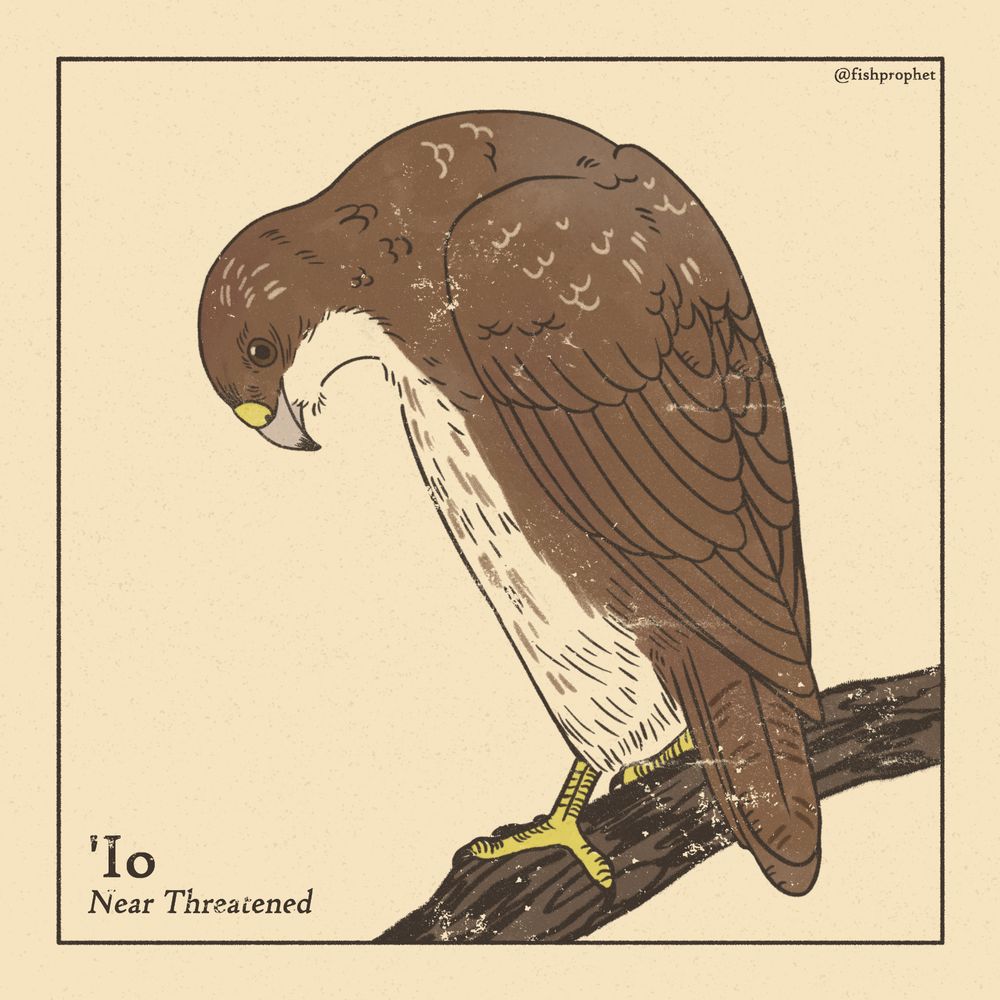 A brown hawk perched on a branch. The bottom text says "'Io, Near Threatened".
