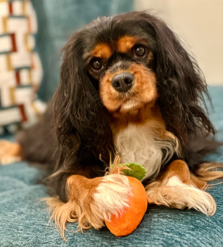 Sweet cavalier posing with one of his toy carrots 