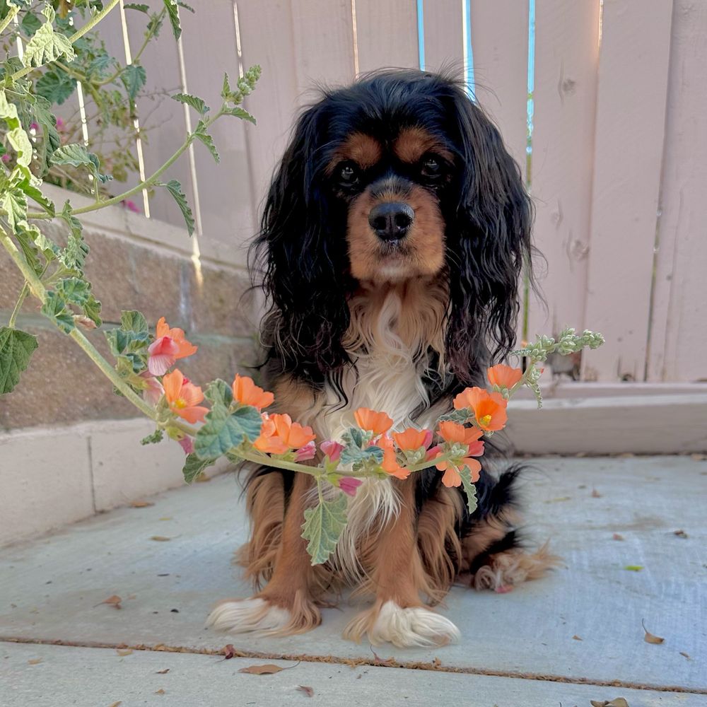 Cavalier King Charles spaniel behind a flowering desert globe mallow stem
