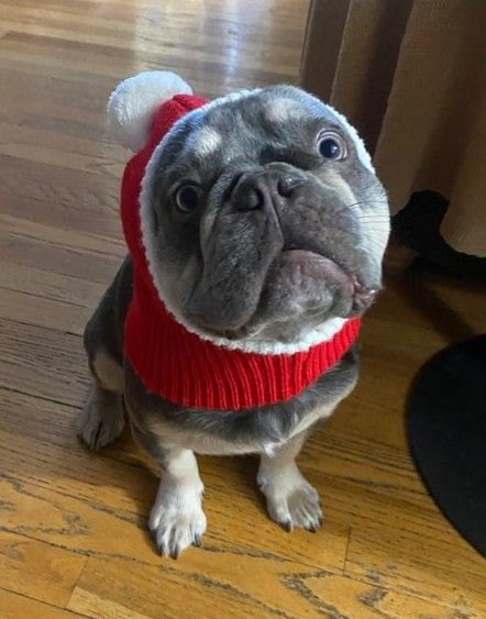 French bulldog in a Santa hat.