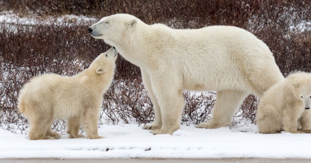 Integrated STEM | Polar Bear Math and Science | Polar Bears International