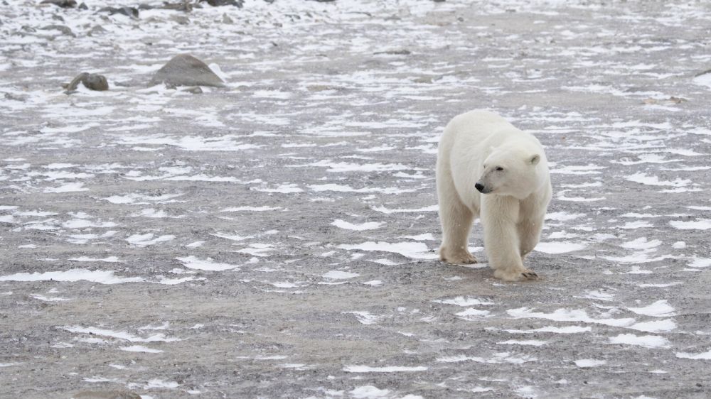 Missing a Global Climate Target Could Spell Disaster for These Polar Bears