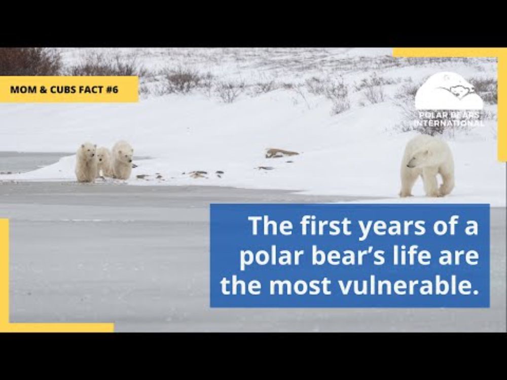 Mom & Cub Fact #6: The first years of a polar bear’s life are the most vulnerable