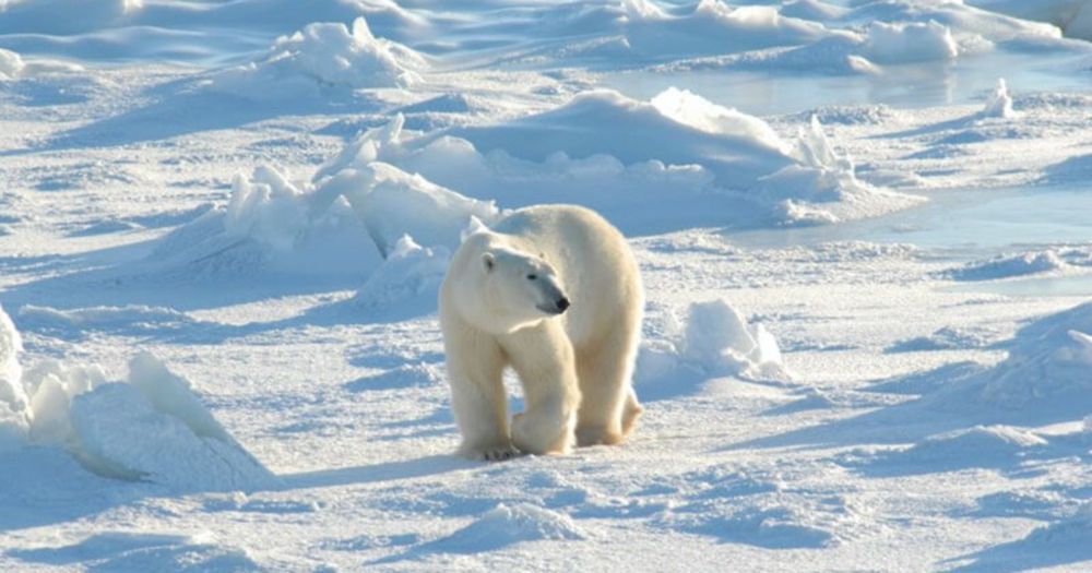 Why We Can't Move Polar Bears to Antarctica | Polar Bears International