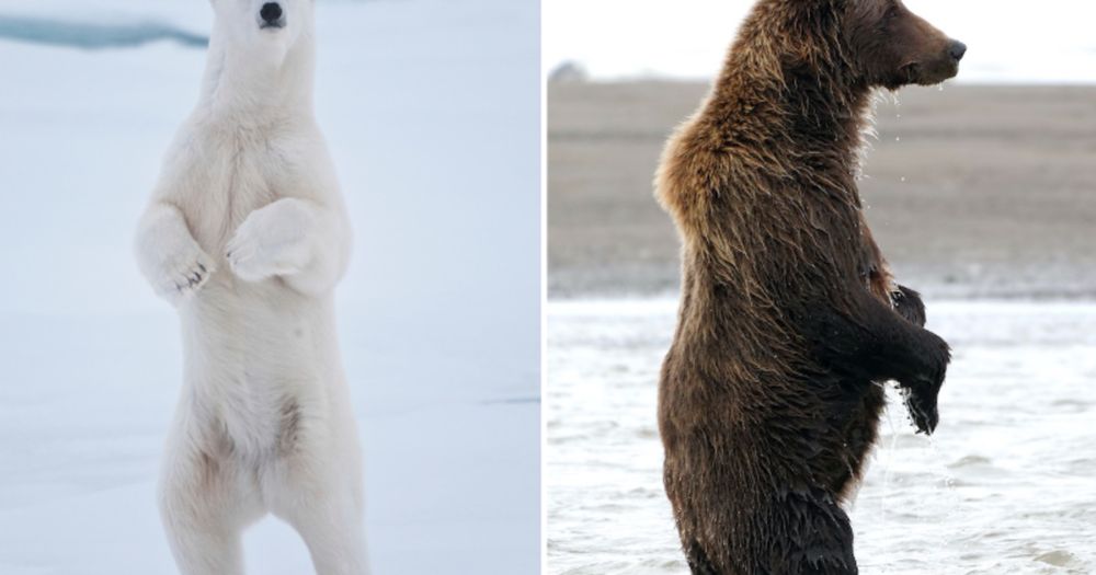 Hybridization extremely rare between Grizzly and Polar Bears, study finds | Polar Bears International