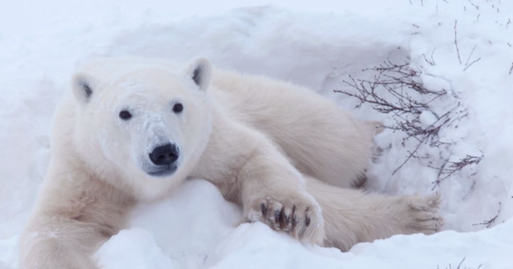 Education Center | Polar Bears International