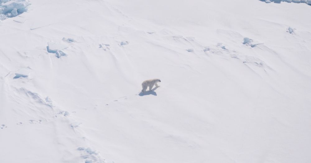 How Scientists Discovered a New Polar Bear Population | Polar Bears International