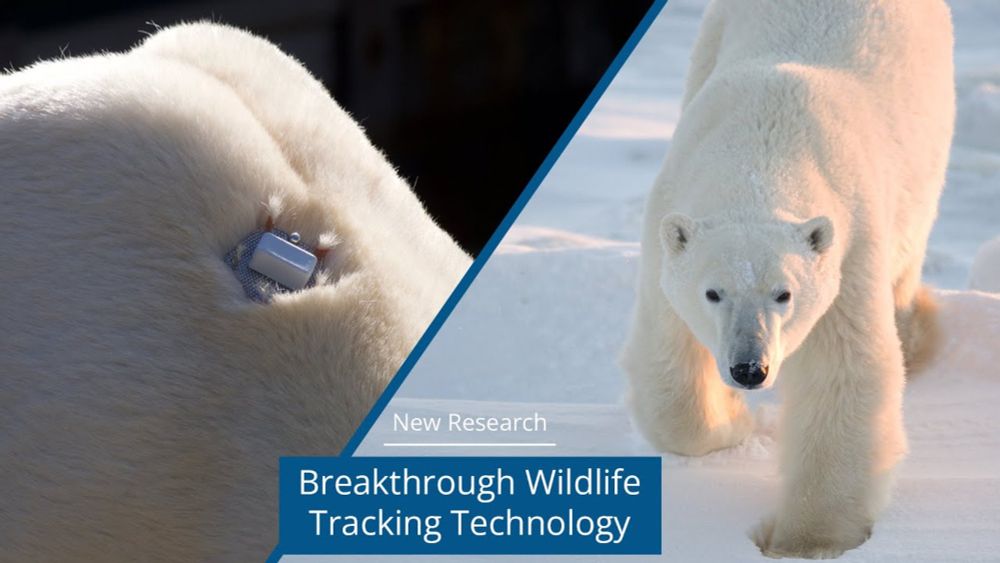 New Research: Breakthrough Wildlife Tracking Technology