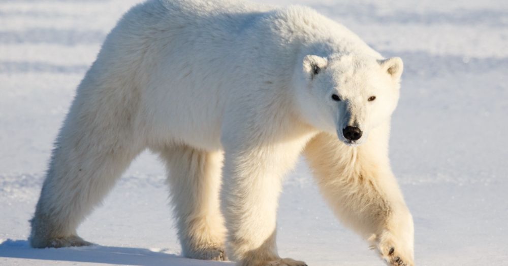 Do Polar Bears Conserve Energy With Walking Hibernation? | Polar Bears International