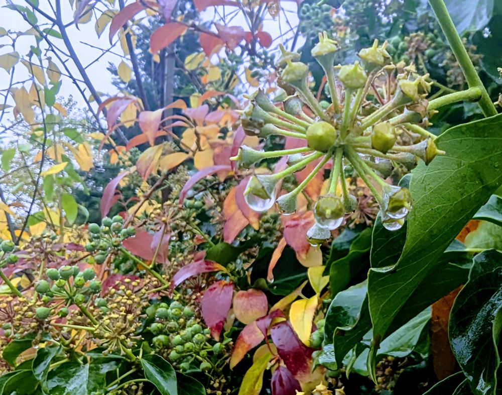 Nahaufnahme eines Efeu-Fruchtstandes (unreife, grüne Beeren in Doldenform) im Herbst. Im Vordergrund sind die dunkelgrünen, umgelappten Efeublätter zu sehen, während im Hintergrund herbstlich rot-gelb verfärbtes Laub eines anderen Gehölzes sichtbar ist. Mehrere Beeren tragen Wassertropfen.
