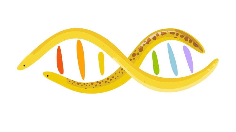 Two caecilians in the shape of a double helix.
