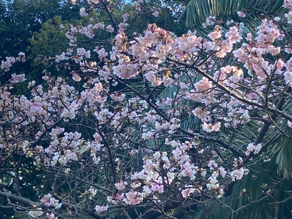 早咲きの桜