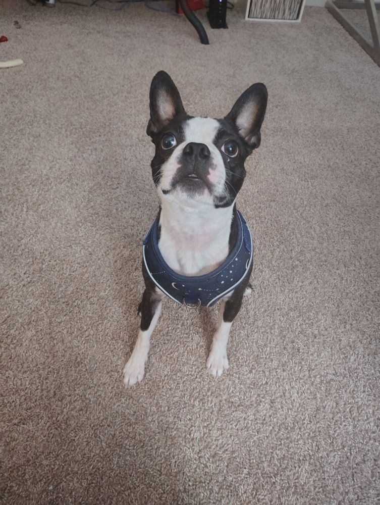 Boston terrier black and white dog with blue walking harness on looking up at me, his name is Mick. 