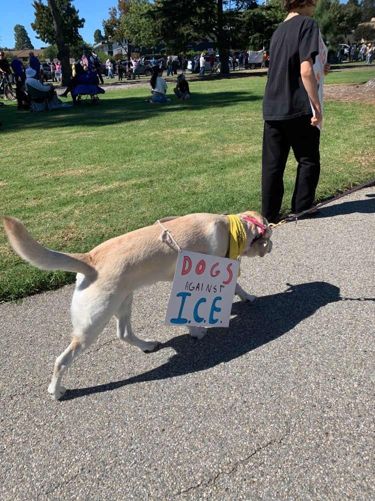 Dog wearing a sign saying "Dogs against I.C.E."