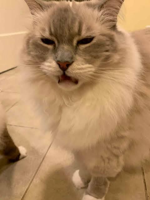 A photo of a white cat with gray face. Their eyes are slightly squinted, their mouth is held open with fangs visible, and they look endearingly dumb. 

This is an example of “the flehman response” which Merriam Webster defines as: a mammalian behavior (as of horses or cats) in which the animal inhales with the mouth open and upper lip curled to facilitate exposure of the vomeronasal organ to a scent or pheromone