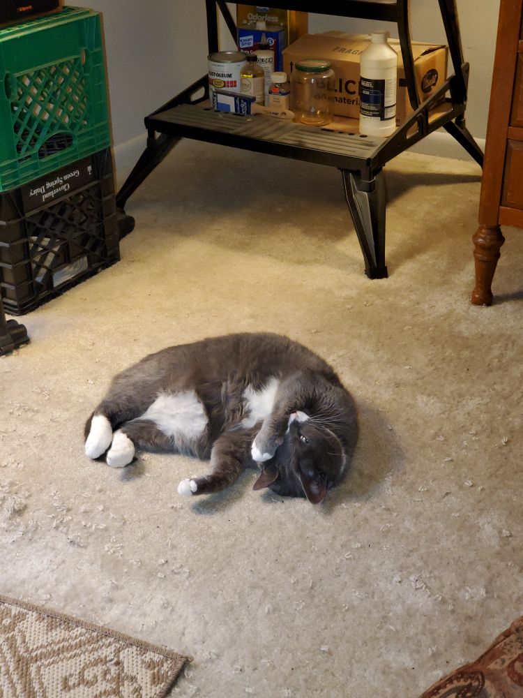 Theo in my study