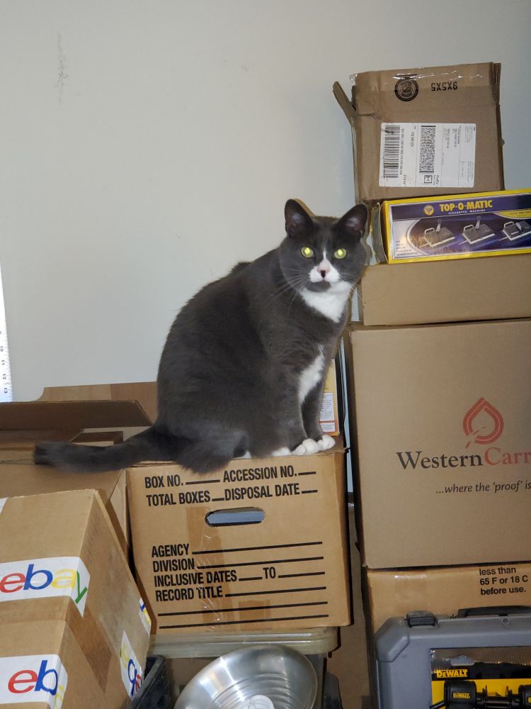 Theo in the closet in my study