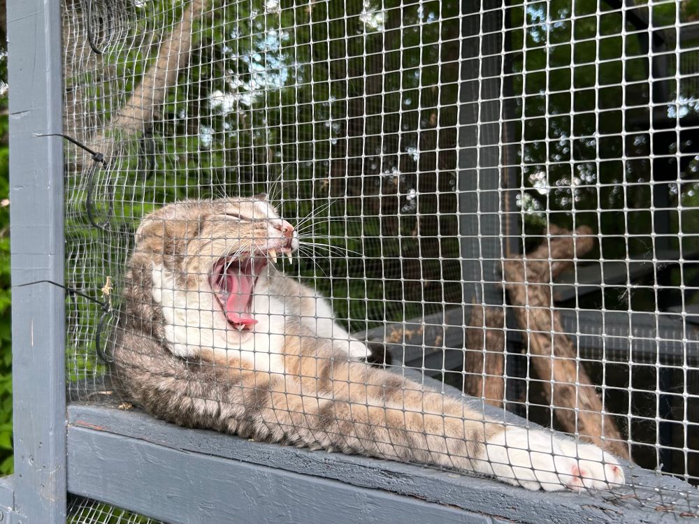 Cat yawning on the other side of catio screen