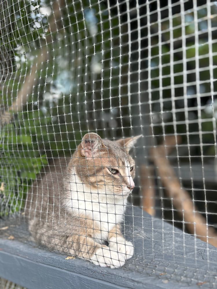 Cat on other side of catio screen 
