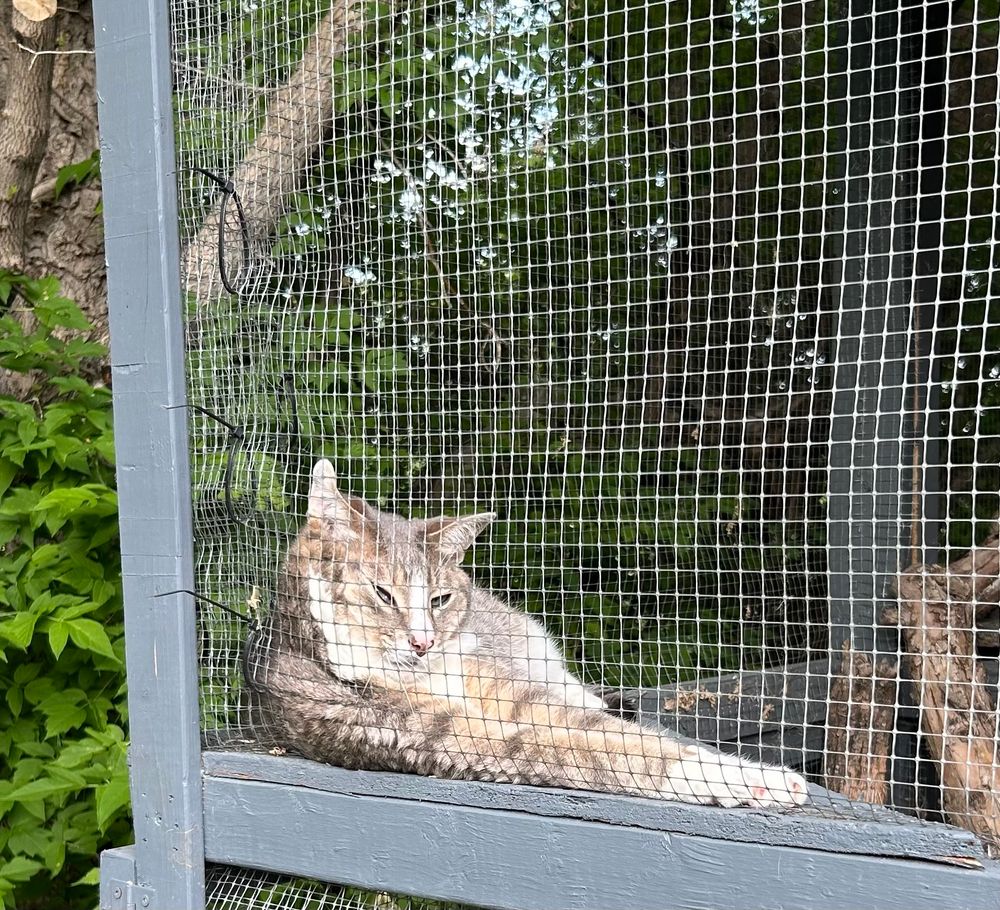 Cat with face squished against catio screen and arms extended