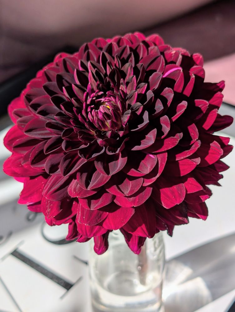 Eine burgunderrote Dahlie in einer kleinen Vase. Die Blüte wird von der Sonne beleuchtet 