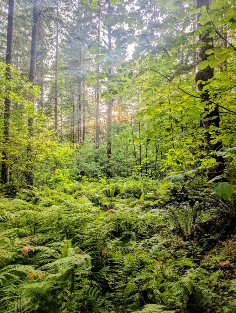 A photograph of a forest, the center clearing is full of fluffy, cool looking ferns