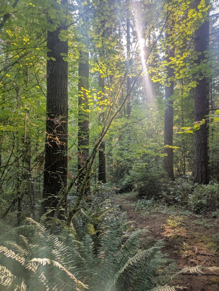 A path through the forest is lit from the back by a ray of bright sunlight.