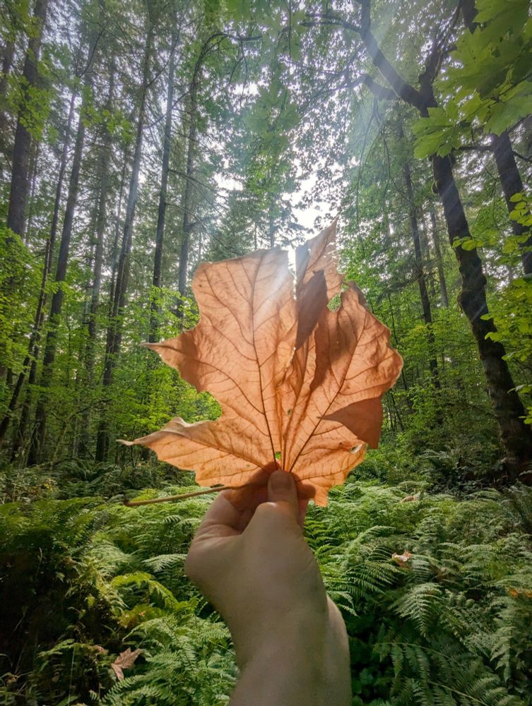 A leaf, shining sunlight through its brittle orange surface, is held up in front of a fern filled forest background 