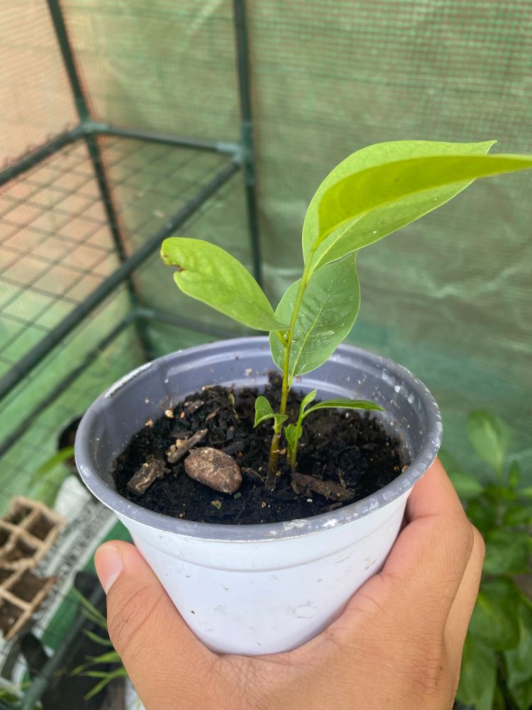 two pawpaw seedlings