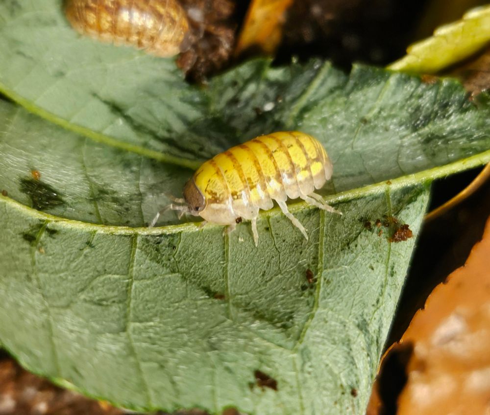 A bright yellow white-sided A. Vulgare isopod on a green leaf.