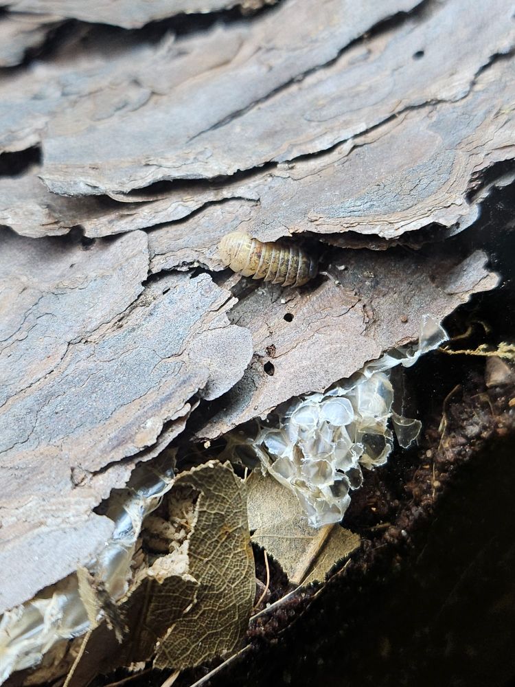 A mysterious ivory tailed isopod with light grey speckling near the front and head.