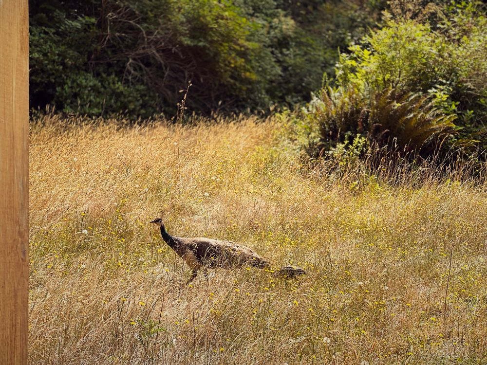 Wild peahen with 1 baby 