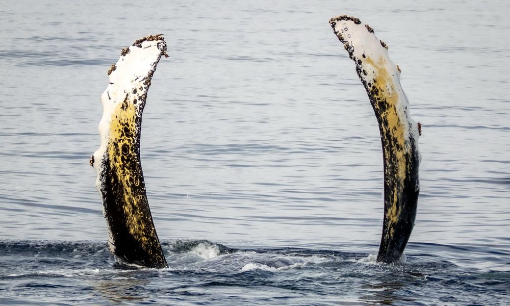 humpback whale raising two pectoral fins