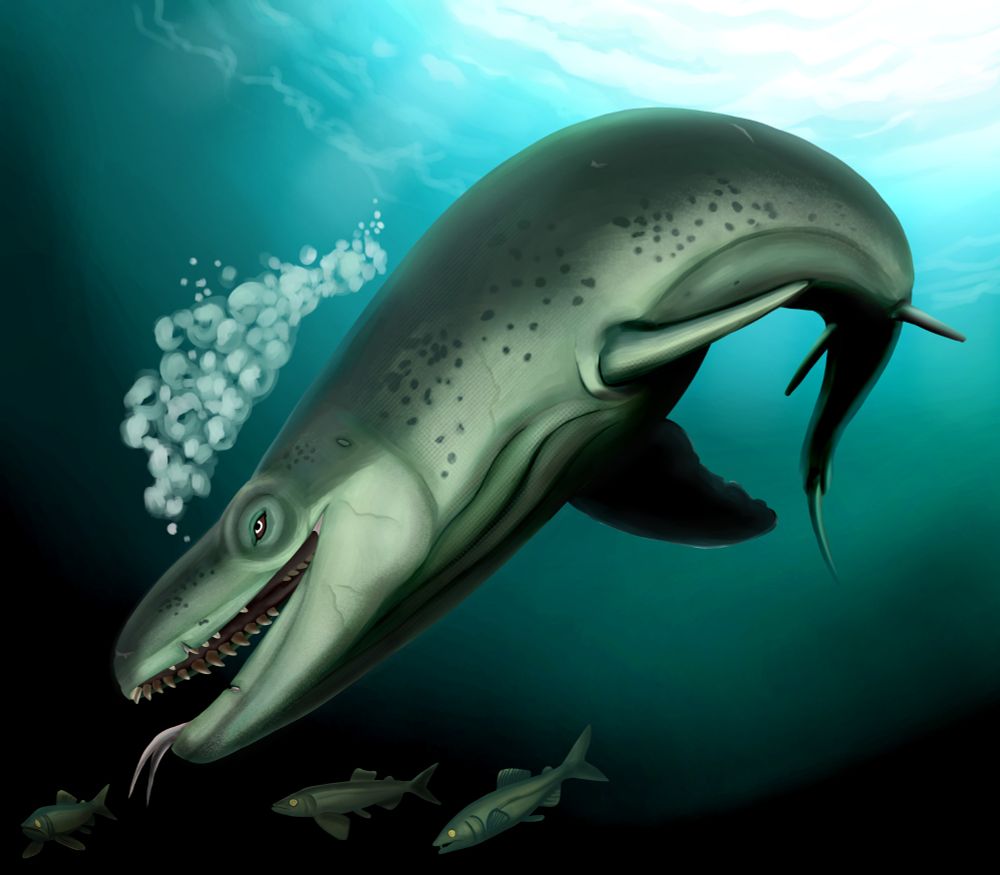 Prognathodon currii is a mosasaur species. Here, it swims near pack of aulopiform fish from genus Enchodus.